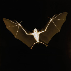 Bat By Nick Veasey, 2006