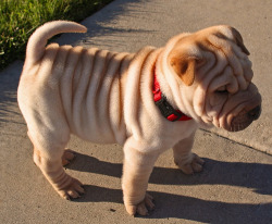 samanthamaee:  Babe! We’re gonna get this when we grow up. A ugly, cute, little.. fat Sharpei! :) Looks just like you ;D 