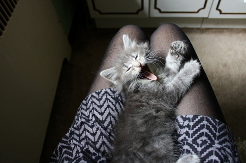 kittiesntitties.tumblr.com/post/1605630325/