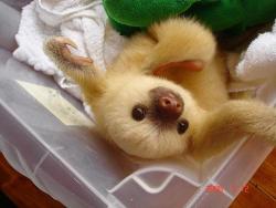 wealllovesloths:  There you go, anon.  I