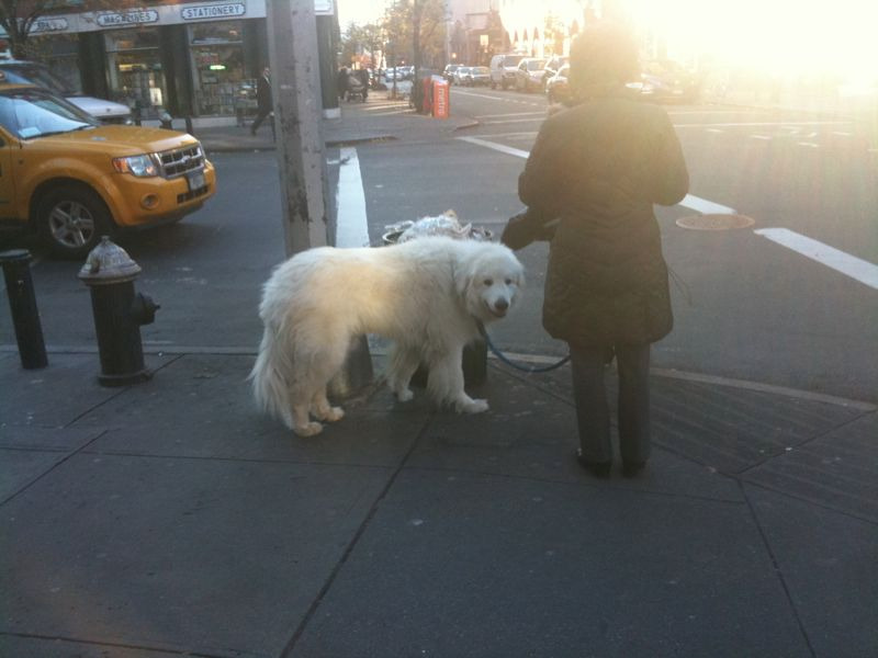 Ginger was obsessed with this giant version of herself (the little narcissist)…from afar.