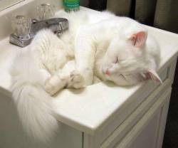 kittenskittenskittens:  via www.kittenspet.com 
