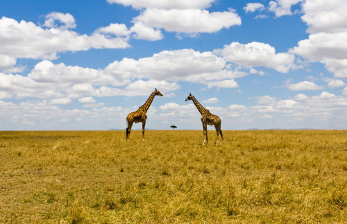 Giraffes at Savannah. Unusual perspective shot depicting two giraffes and a tree in Masai Mara, Keny