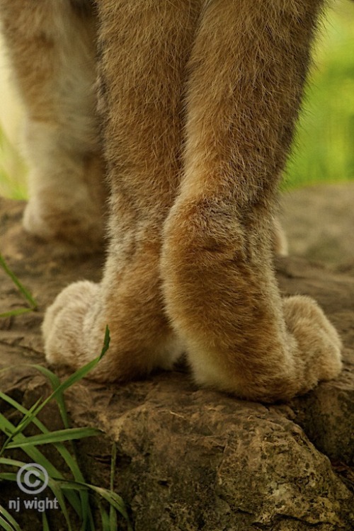 We got snow today and my feet are cold. I want a set of these…
njwight:
“  The lovely legs of a lynx-these unusually large and well-furred, snowshoe-like feet with webbed toes, allow the lynx to move over deep snow with ease. These are the original...