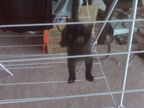 fuckyeahkitties: Link loves to play on the drying rack. 