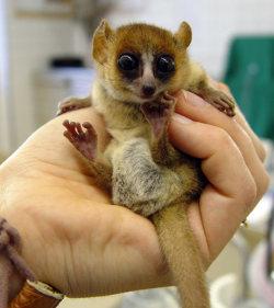 Theanimalblog:  Baby Lemur Submitted By Spiffythemagicalpony 