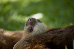 mooliga:  babby sloths y0  Lookit that faaaace.