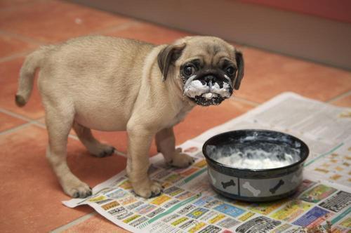 boogans:  mrsfrenchfries:  (via: 320 mp3s)   pugs 