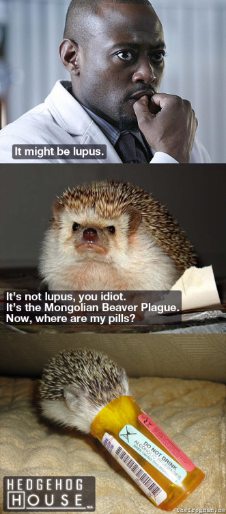 sofapizza:  thefrogman:  Om nom Vicodin.   hedgehog you’re out of control! 