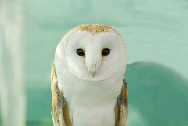 (◕‿◕✿)
