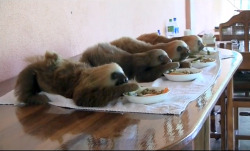 momentary-synergy:  (via cuteoverload) See, this is why I love sloths. Because you can’t beat synchronized eating.  BEST ANIMALS EVER.