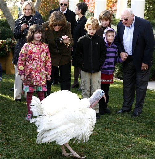 dailyme:  Apple, the National Thanksgiving Turkey, walks around the Rose Garden of
