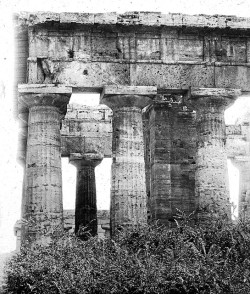 dendroica:  Temple, Paestum, Italy. (by Brooklyn