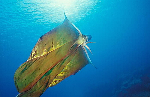 wornwit:  The blanket octopus. This unique octopus is able to open its tentacles to reveal a thin colorful membrane which spreads out like a ‘blanket’, this is done to make the Blanket Octopus look bigger and ward away predators. 