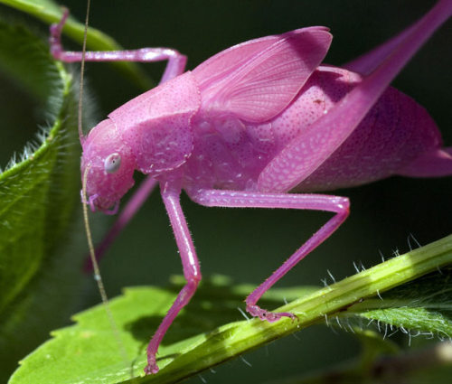 allcreatures:A pink katydid is seen in this photograph by Carol Freeman. Its unusual colour is the r