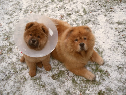 FUDGE YEAH PUPPIES