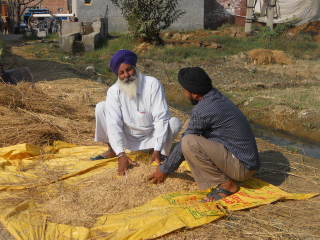 Two of the many Mr Singhs sorting their Fairtrade rice crop