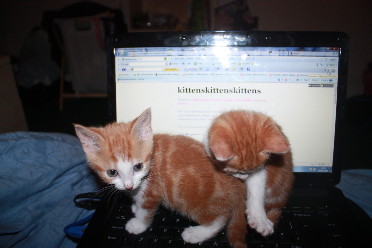 kittenskittenskittens:  wwhile i was trying to submitt:’) 