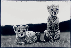 orphaned cheetahs photo by Peter Beard,The