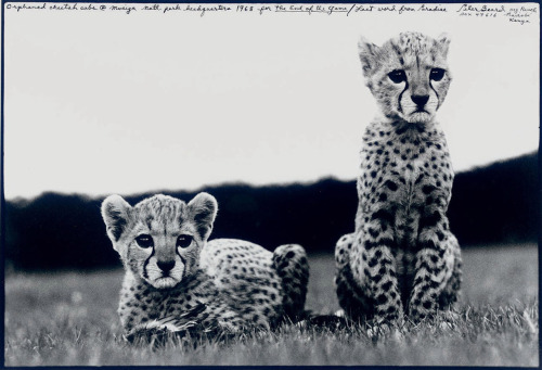 orphaned cheetahs photo by Peter Beard,The End of the Game series, Mweiga National Park, Kenya 1968