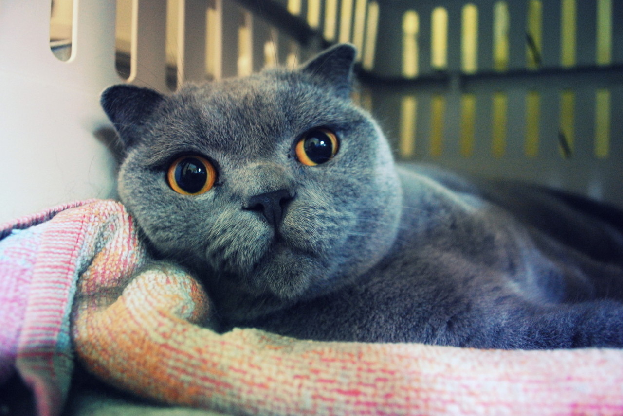theanimalblog:  by britishfold 