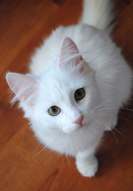 raspberrytart:Explored :o) (by Elyse McDaniel)