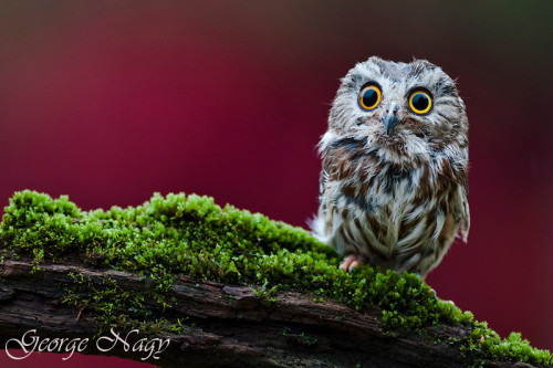 llbwwb:  Startled Look,Saw Whet Owl by Georgino.smugmug 