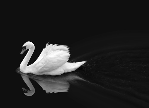 Artemis Dreaming