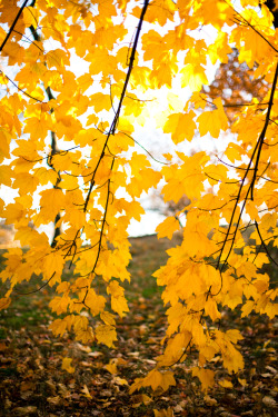 fromme-toyou:  Kissing goodbye the fall on