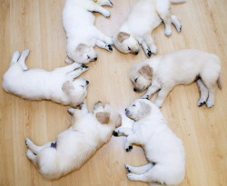 hkj:  Circle the Pups, puppies, sleeping,