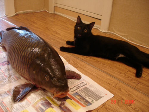 willzone:catcatfish