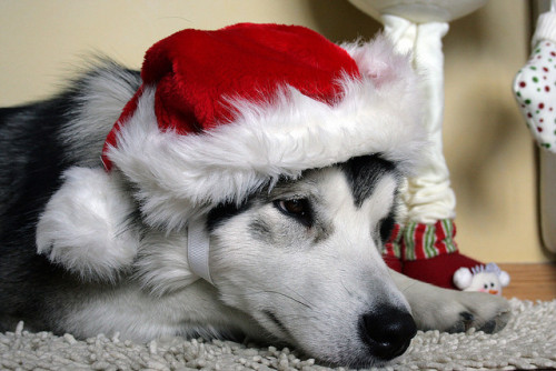 Aww he looks sadd. Anyone in a santa hat should be happy :3