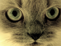 CLOSE UP KITTY STARES INTO YOUR SOUL