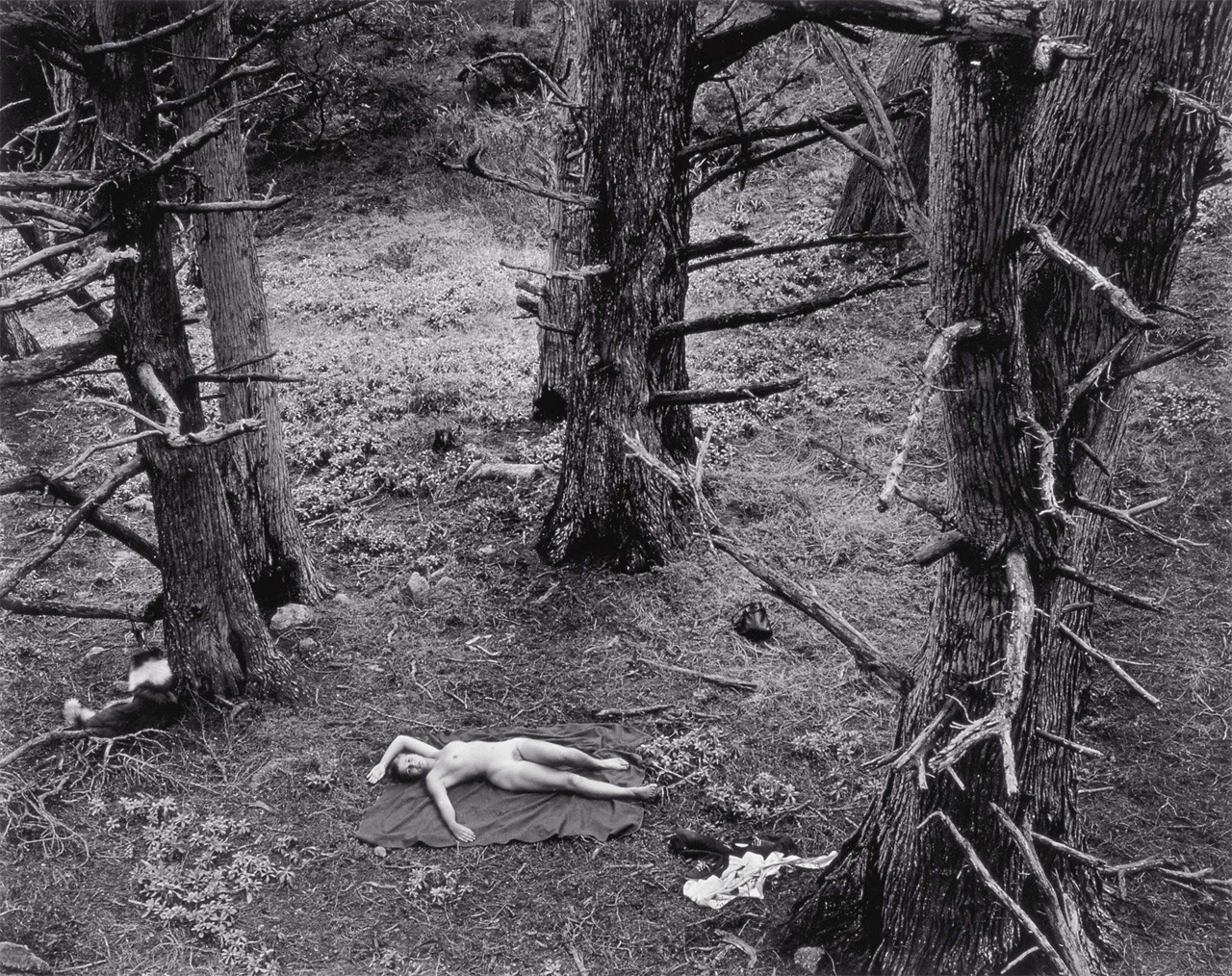 Woman and Dog in Forest photo by Wynn Bullock, 1953