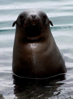 theanimalblog:  Sea Lion in the Galapagos.