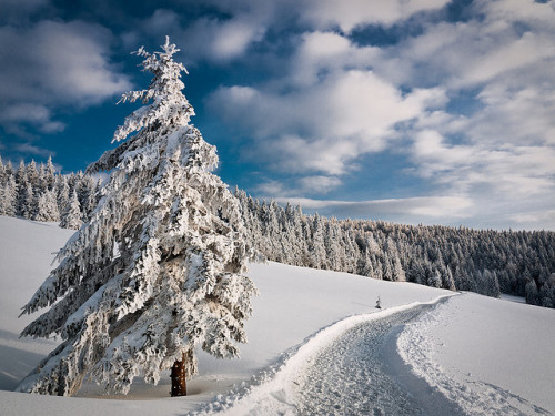 Enter the Winter Wonderland |  Schwarzwald, Baden-Wurttemberg, Germany©  Andreas Wonisch