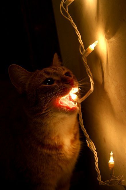 miezekatzen:  illuminated 