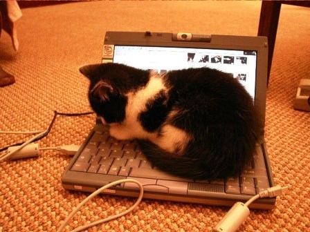 mitigatorlog:ネーコはノートでまるくなる♪
