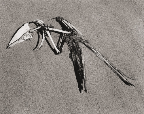 Feathers & Bones photo by Edward Weston, 1936