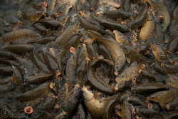 Domesticated Carp, Lavalette, West Virginia,