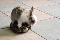 theanimalblog:  The Tortoise and The Hare,