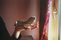 aprilmarcheson:  mermaidsareflying: (by welcome, ghosts)  I want a bearded dragon.  I would name him Thadeus.