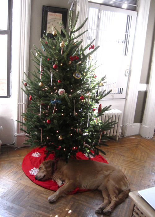 Best Present Ever under the tree.