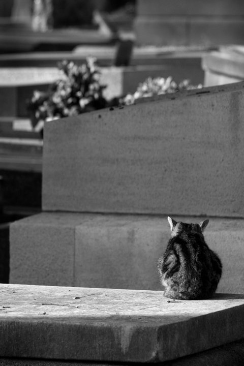 mirrormaskcamera:  Wendy Farrow  les chats du cimitière de montmartre 