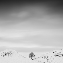 Black-And-White:  Sycamore Gap (By Jeff Vyse) 