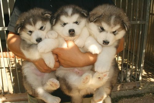 III WANTTT ONEEE brawrbrawrbrawr