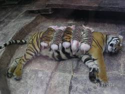  A tiger mother lost her cubs from premature