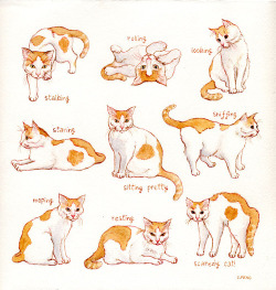 kittiesntitties.tumblr.com post 62676568541