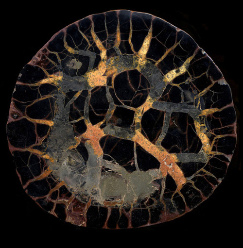 Septarian Nodule, Peru 190mm x 180mm x 50mm