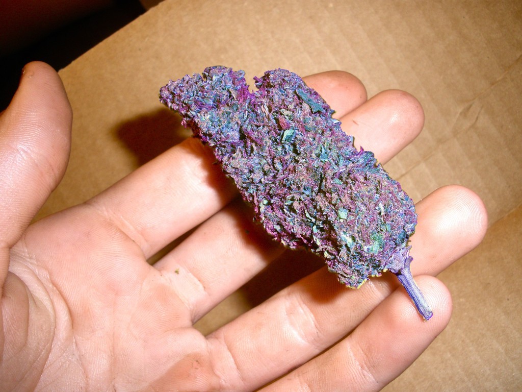 -juicyjon:  cesarjr:  infamous57:  California purple. That shit is dank af. lol 